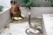 ببینید | دفاع جانانه یک مرغ از جوجه‌هاش در برابر حمله مار!