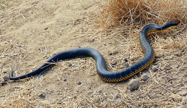 ردهبندی مارهای مرگبار/ مامبا و افعی و کبری مرگبارترین نیستند!/ عکس