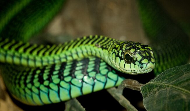 ردهبندی مارهای مرگبار/ مامبا و افعی و کبری مرگبارترین نیستند!/ عکس