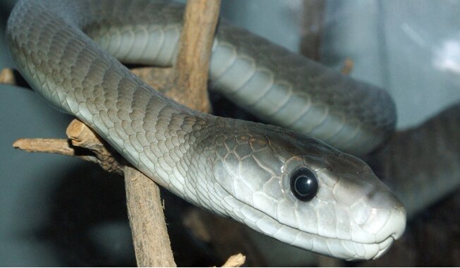 ردهبندی مارهای مرگبار/ مامبا و افعی و کبری مرگبارترین نیستند!/ عکس