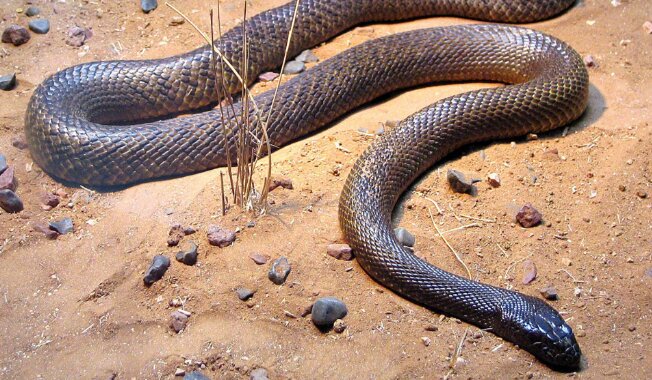 ردهبندی مارهای مرگبار/ مامبا و افعی و کبری مرگبارترین نیستند!/ عکس