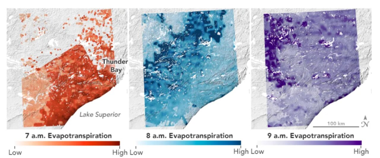 گیاهان هم میخوابند؟