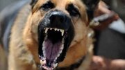 ببینید | حمله سگ‌های ولگرد به زنی در ساکاریا مقابل دوربین امنیتی