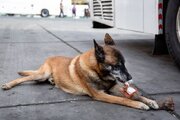 ببینید | کشف مواد مخدر توسط سگ‌های مواد یاب پلیس