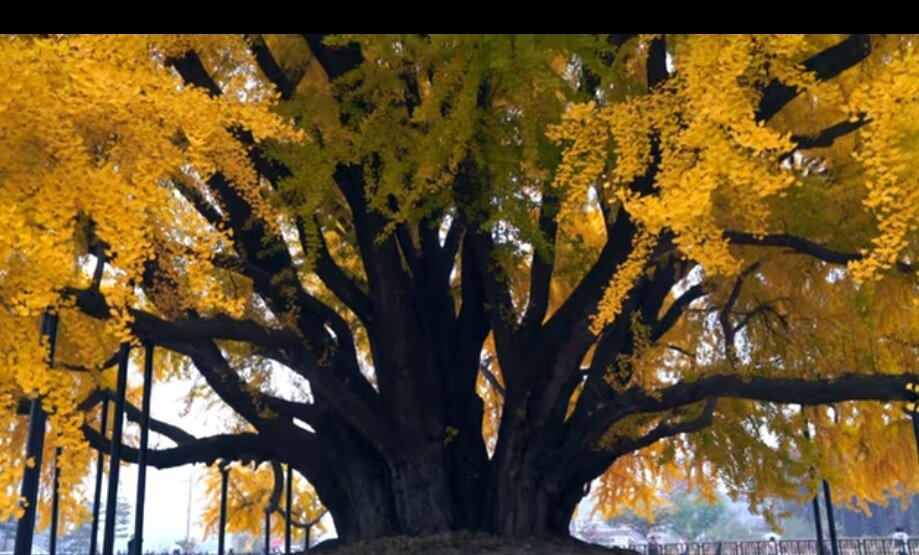 این درخت شگفت‌انگیز ۸۶۰ سال قدمت دارد/ عکس