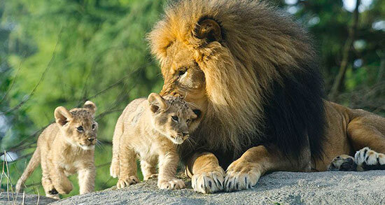ببینید | فرار و بیتوجهی شیر نر نسبت به فرزندانش