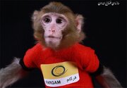 میمون‌های فضانورد ایرانی کجا رفتند؟