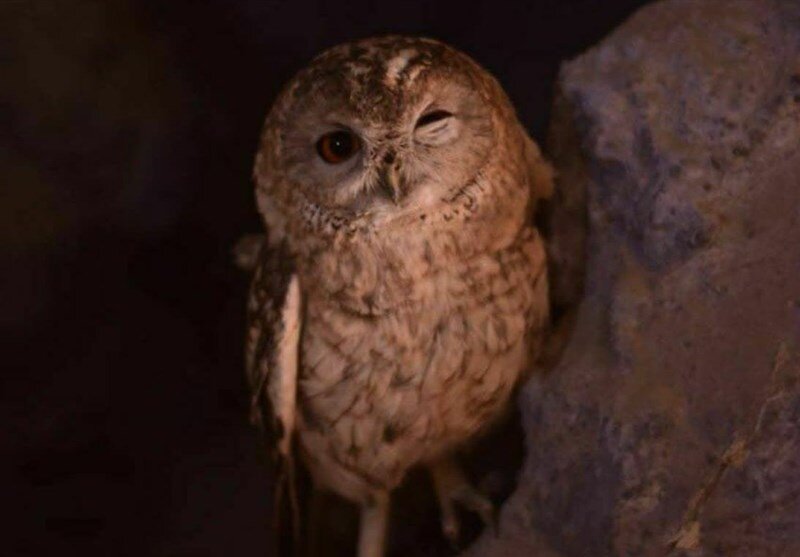 مشاهده گونه نادر و کمیاب « جغد طلایی » برای اولین بار در این استان/ عکس