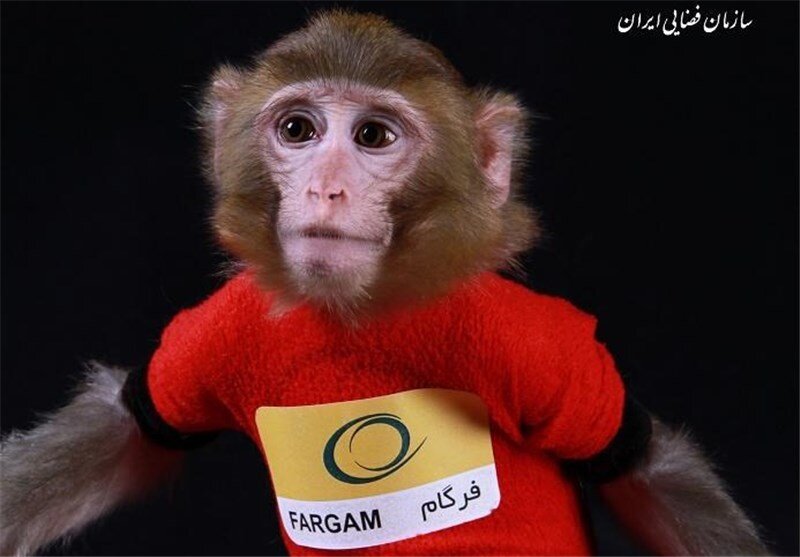 میمون‌های فضانورد ایرانی تشکیل خانواده دادند