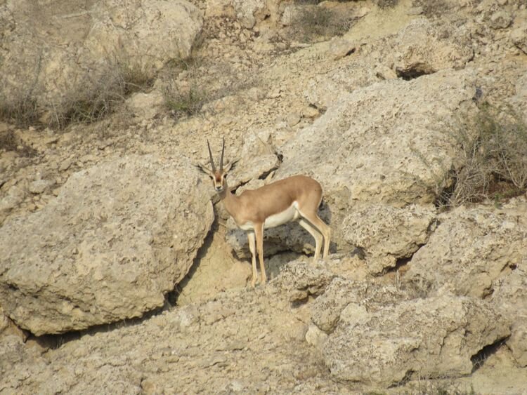 تندیس و لوح مسئولیت اجتماعی کرسی یونسکوی سلامت اجتماعی و توسعه به شرکت پلیمر آریاساسول اهدا شد