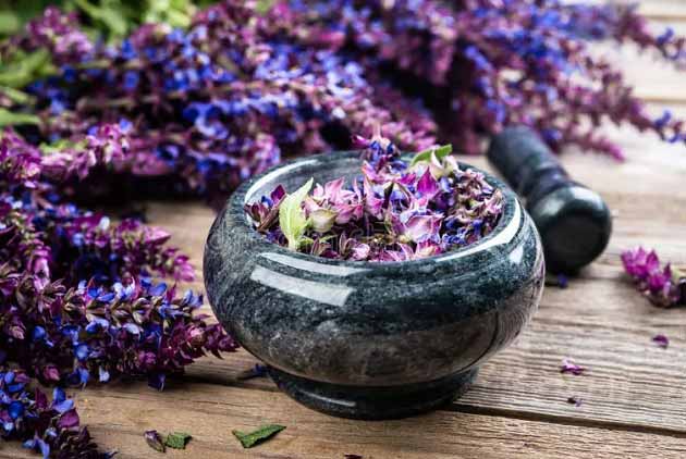 گیاهی که برای افزایش حافظه معجزه میکند