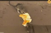 ببینید | نبرد جالب موش‌ها بر سر یک بُرش پیتزا