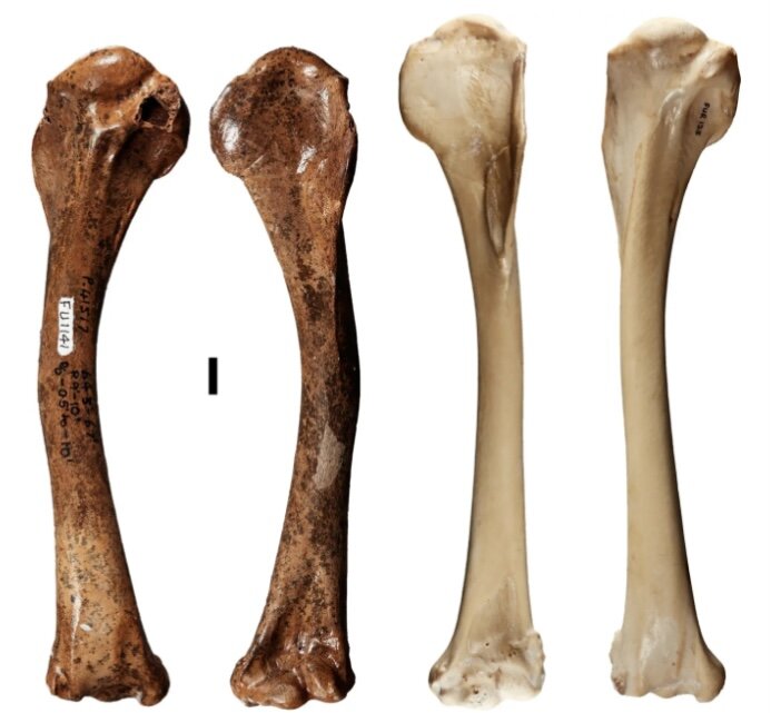 کشف آثار دو پرنده شکاری غولپیکر در استرالیا/ عکس