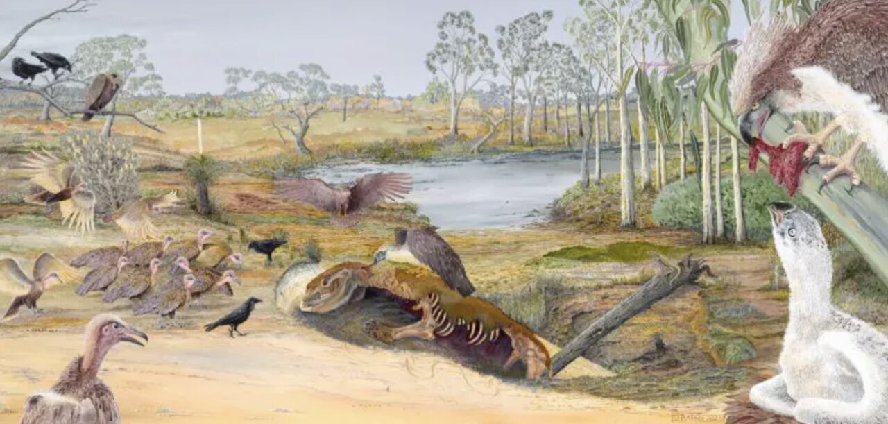 کشف آثار دو پرنده شکاری غول‌پیکر در استرالیا/ عکس