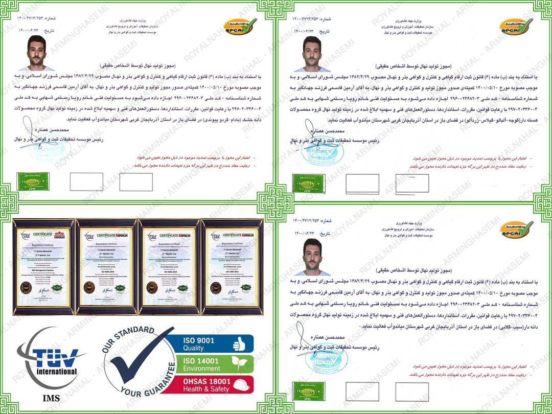 تولید نهال گردوی اصلاح شده توسط نهالستان آرمین قاسمی به همراه ویدیو