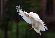 ببینید | پرواز باورنکردنی یک مرغ در یک مسافت طولانی