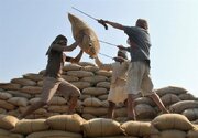 توقف واردات برنج کارخانه‌های فرآوری را در آستانه تعطیلی قرار داد