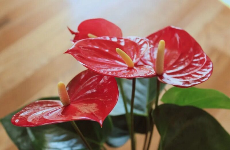 هشدار به والدین؛ این ۸ گیاه سمی و خطرناک را بشناسید