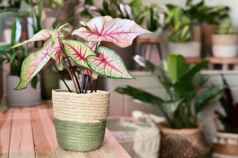 هشدار به والدین؛ این ۸ گیاه سمی و خطرناک را بشناسید