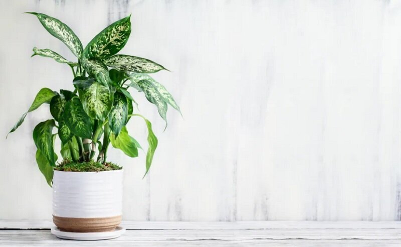 هشدار به والدین؛ این ۸ گیاه سمی و خطرناک را بشناسید