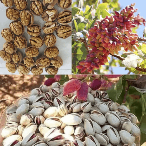 تولید و فروش نهال های مرغوب، با کیفیت و پیوندی نصف قیمت پارسال