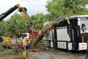 ببینید | سقوط درخت بر روی اتوبوس شاتل در ماناوگات