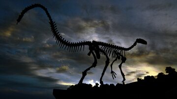 کشف یک گونه تازه دایناسور در برزیل/ ردپایی از میلیون‌ها سال پیش