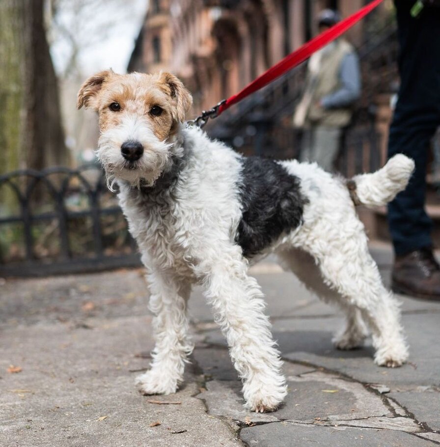 این نوع سگ در خطر انقراض است/ عکس