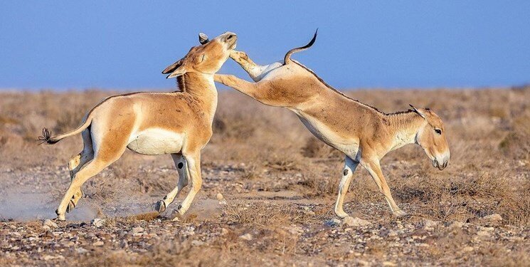 درگیری گورخرهای ایرانی در پارک ملی کویر/ عکس