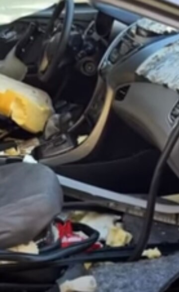 خرسی که بسته شکلاتهای بادامزمینی را دزدید