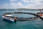 موفقیت طرح آزمایشی تولید ماهی‌های دریایی در قفس هندیجان