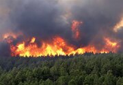 ببینید | آتش سوزی‌ جنگل‌های هیرکانی در مازندران