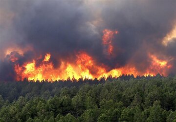 افزایش 353 درصدی آتش سوزی در طبیعت ایران / بیشترین آتش سوزی جنگل در چه ساعاتی رخ می‌دهد؟