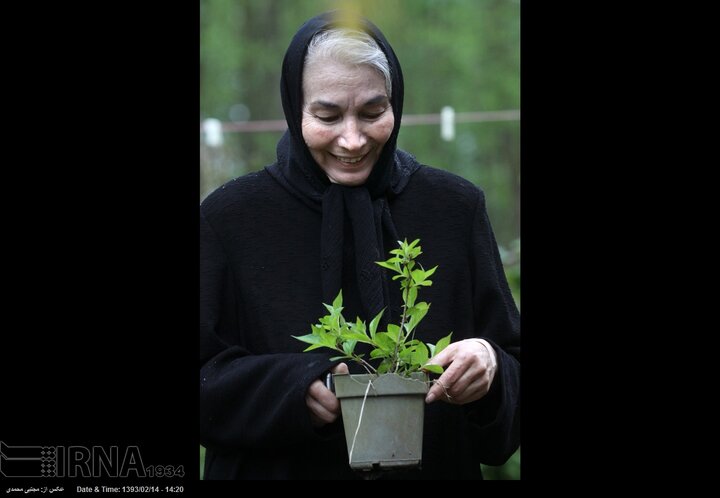 زندگی پروانه معصومی در روستا