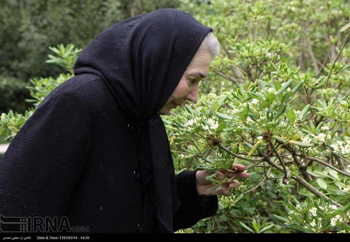 زندگی پروانه معصومی در روستا