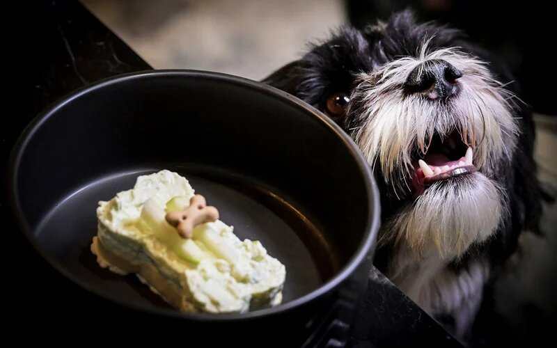 افتتاح اولین رستوران سگ‌ها در ایتالیا/ عکس