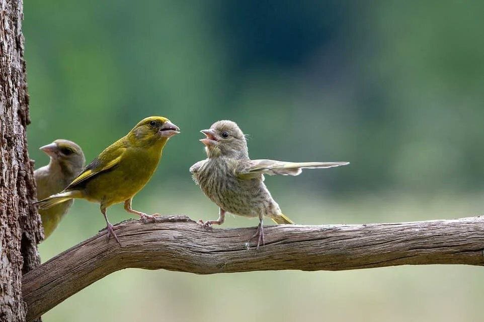 عکس | شاهکار عکاس لهستانی؛ شکار لحظه خط و نشان کشیدن پرنده ماده برای جفت نر!
