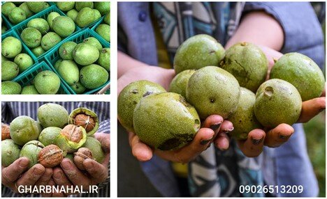 با خرید کدام نهال بیشتر کسب درآمد کنید؟