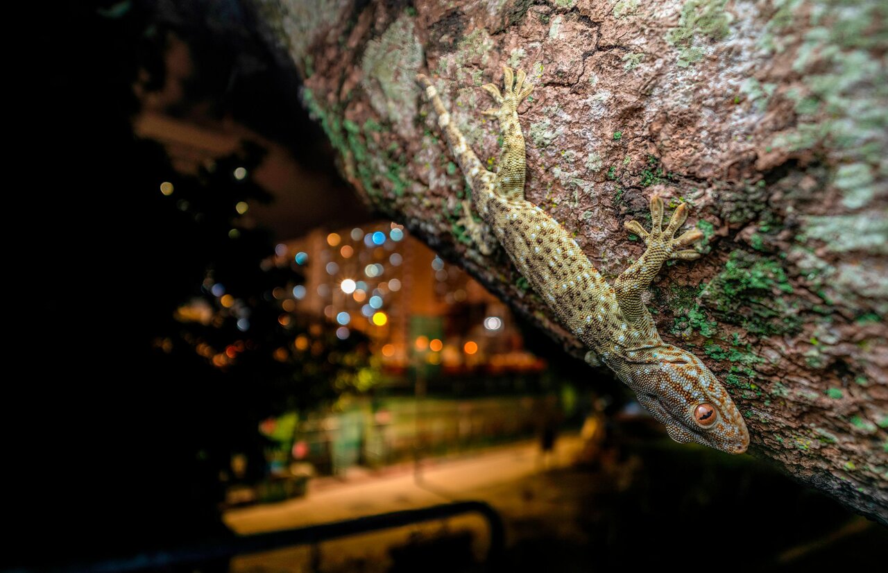 موجودات عجیبی که شب‌ها در هنگ‌کنگ پرسه می‌زنند!/ عکس
