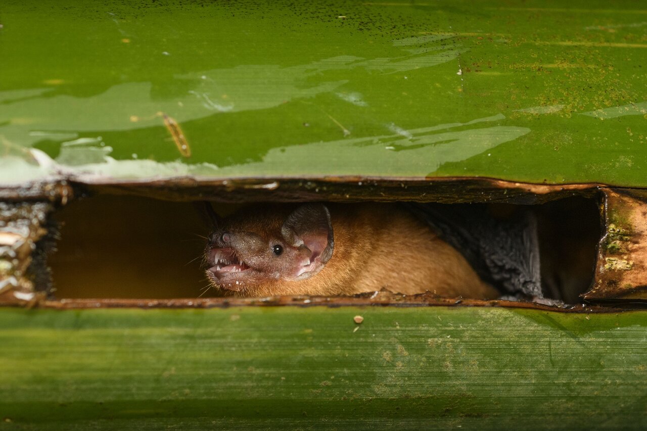 موجودات عجیبی که شبها در هنگکنگ پرسه میزنند!/ عکس