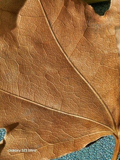 رقیب سرسخت سامسونگ/ نمونه عکسهای گوشی چینی غوغا به پا کرد!/ عکس