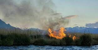 زندگی ۶۰هزار پرنده مهاجر در نیزارهای تالاب زریوار/نیزارها جزو جدای ناپذیر اکوسیستم تالاب