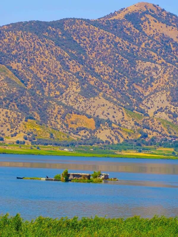 زندگی ۶۰هزار پرنده مهاجر در نیزارهای تالاب زریوار/نیزارها جزو جدای ناپذیر اکوسیستم تالاب