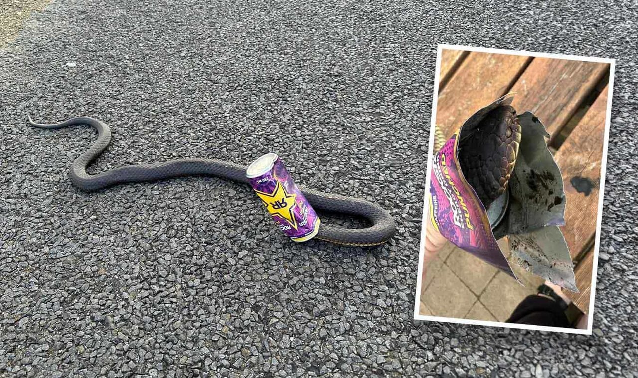 نجات ماری که سرش داخل قوطی نوشابه انرژیزا گیر کرده بود/ عکس