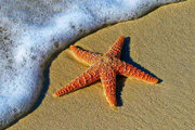 عکس | اتفاقی عجیب؛ هزاران ستاره دریایی در ساحلی در هلند!