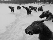 ببینید | گرفتار شدن اسب‌ها در میان دریاچه‌ای از یخ در روسیه!