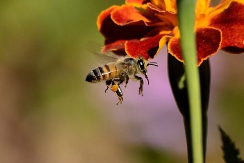 ببینید | خوردن همزمان عسل با حضور زنبورهای زنده توسط یک پسر!