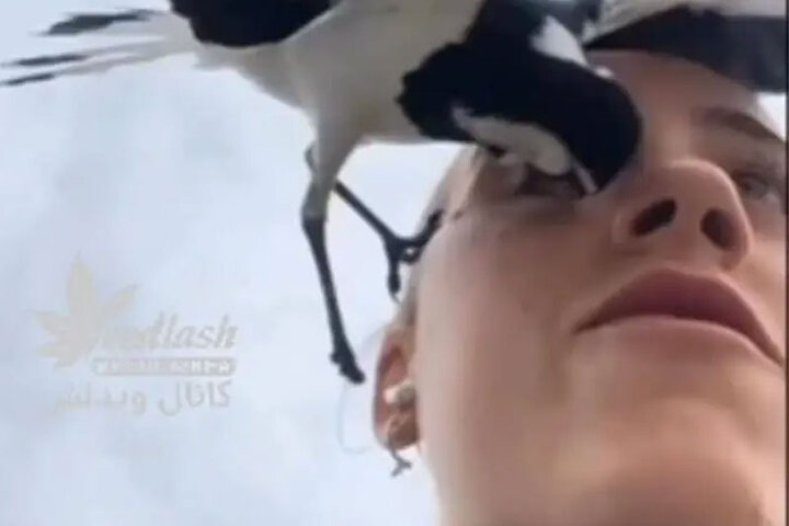 ببینید | نابود شدن چشم یک زن توسط یک پرنده به خاطر گرفتن عکس سلفی