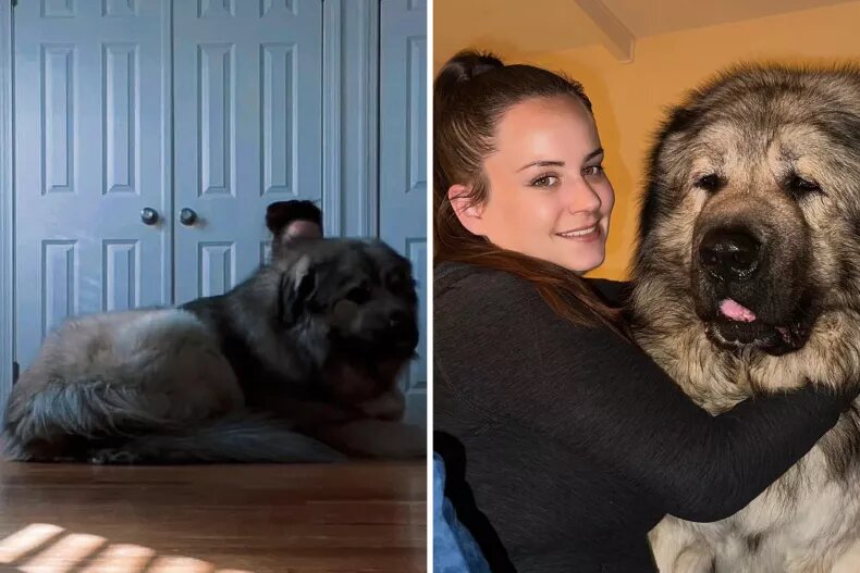 شیر و خرس در مقابل این سگ کم میآورند!/ عکس