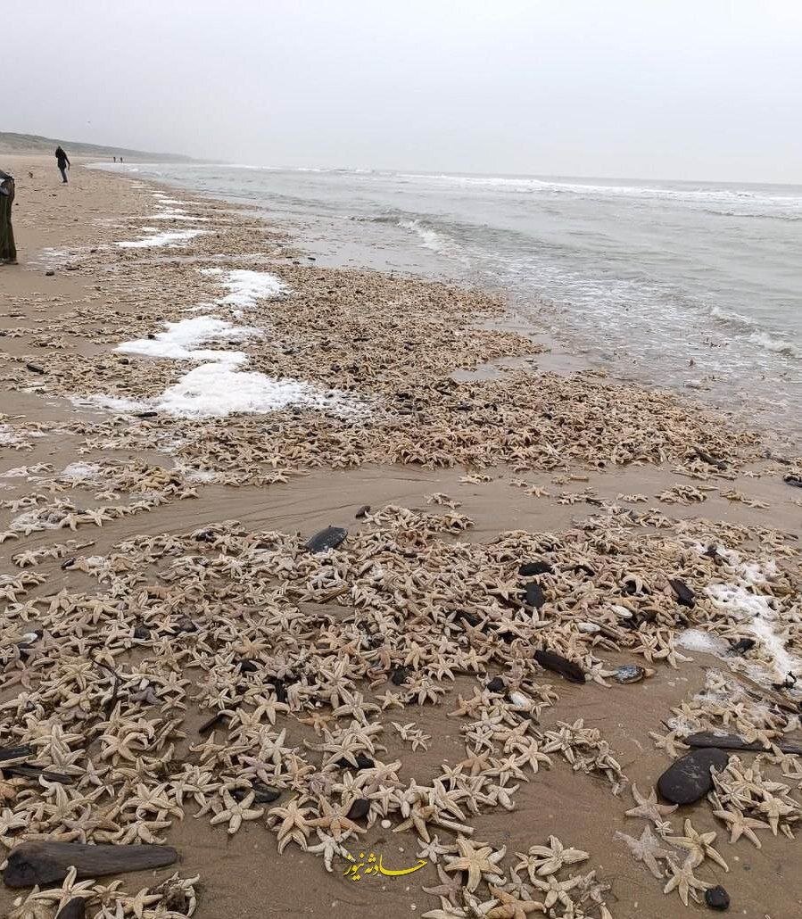 عکس | اتفاقی عجیب؛ هزاران ستاره دریایی در ساحلی در هلند!